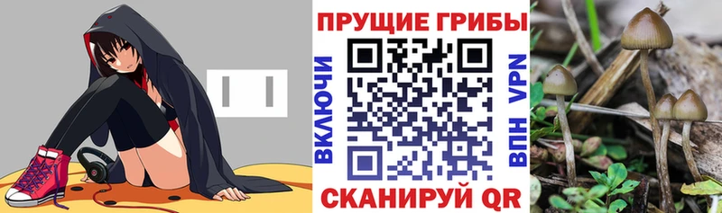 Галлюциногенные грибы GOLDEN TEACHER  наркотики  Приволжск 